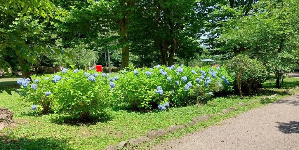 紫陽花園路沿い