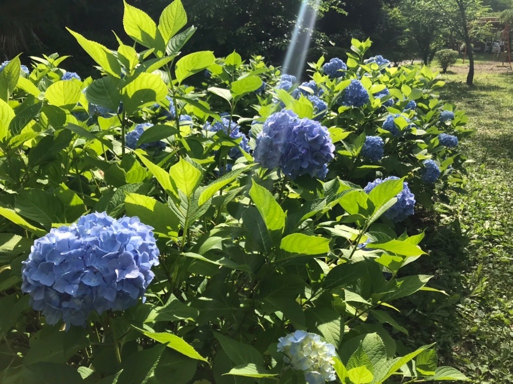 日光を浴びる紫陽花