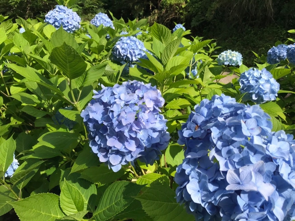 紫陽花の花近景