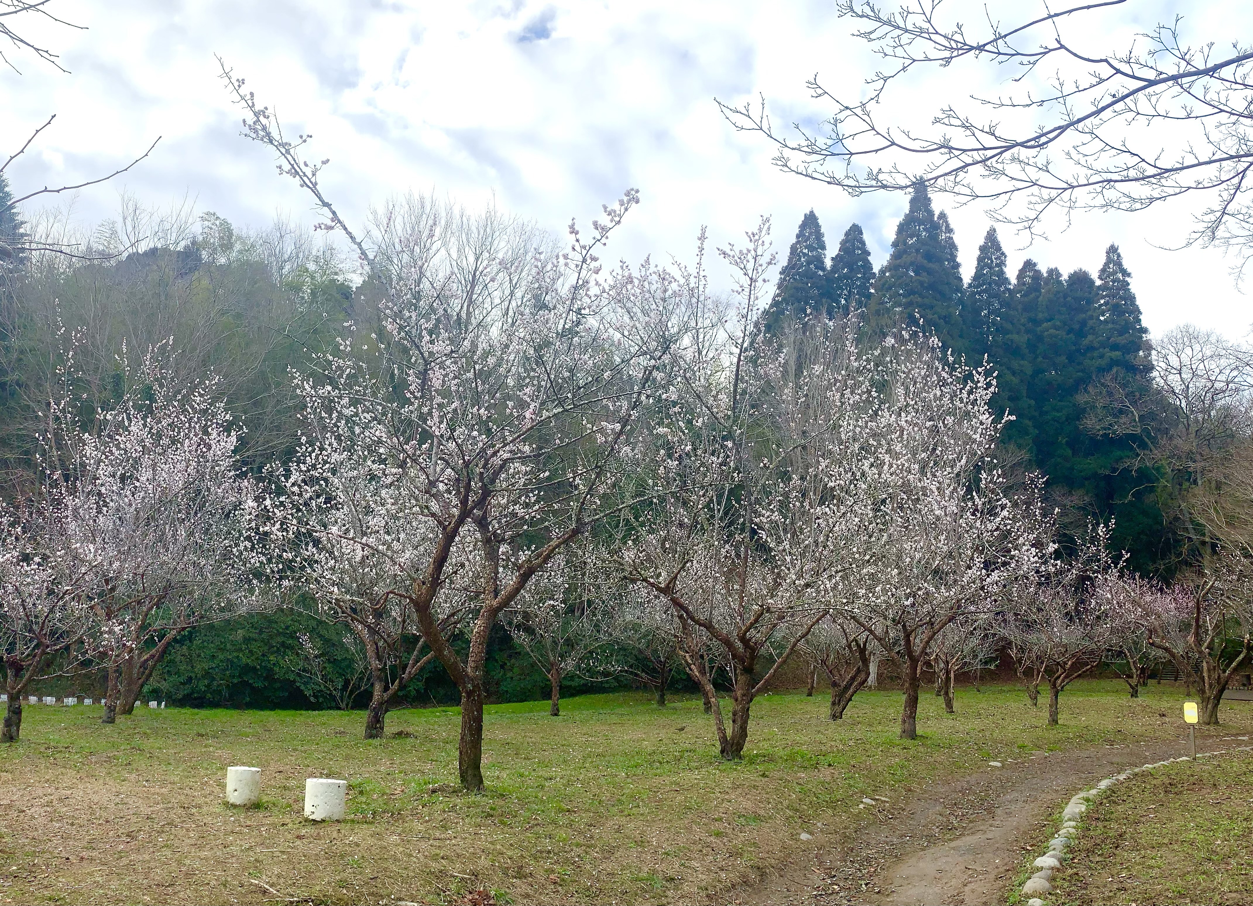 満開の梅園遠景