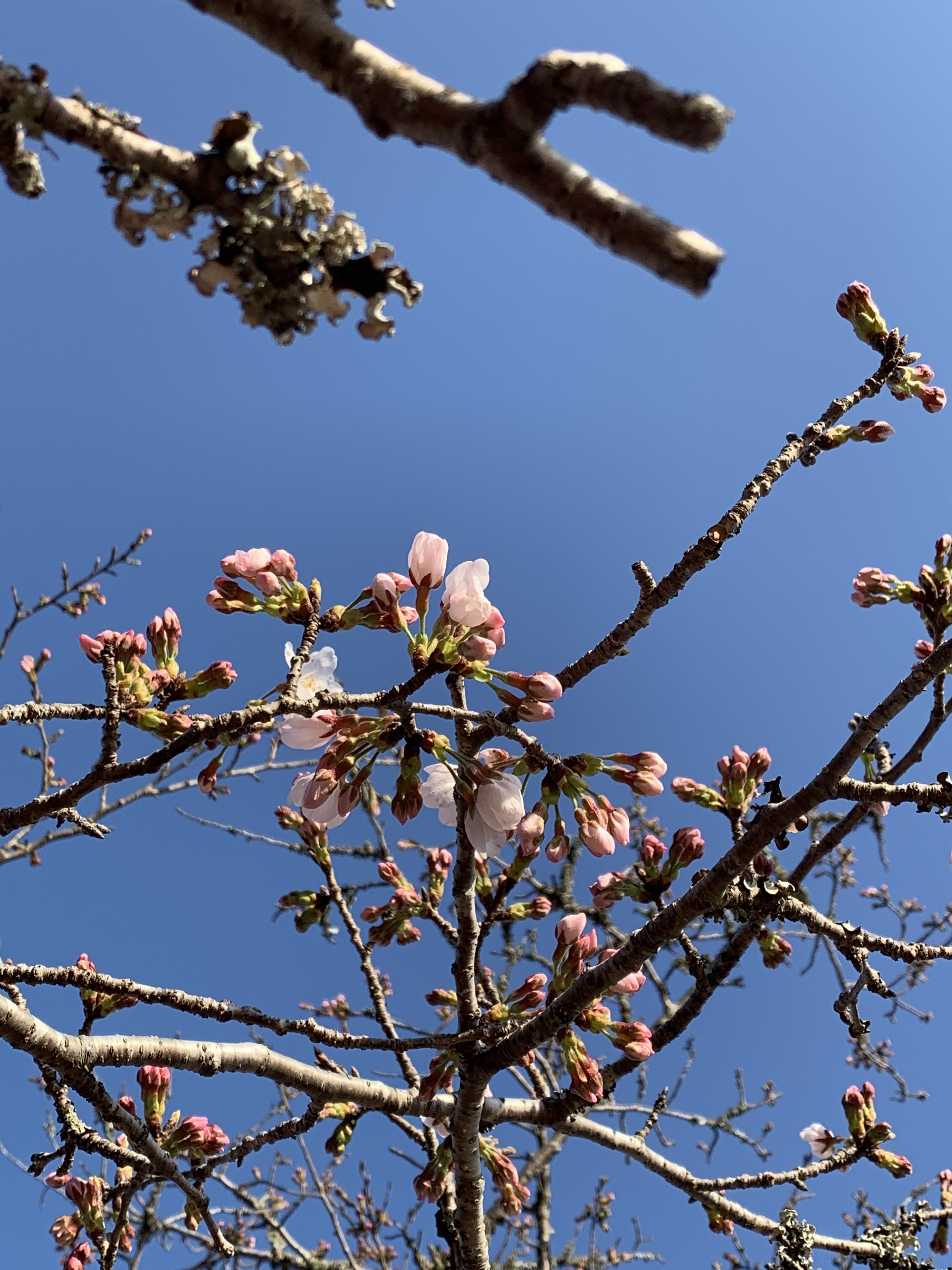 弁天島桜