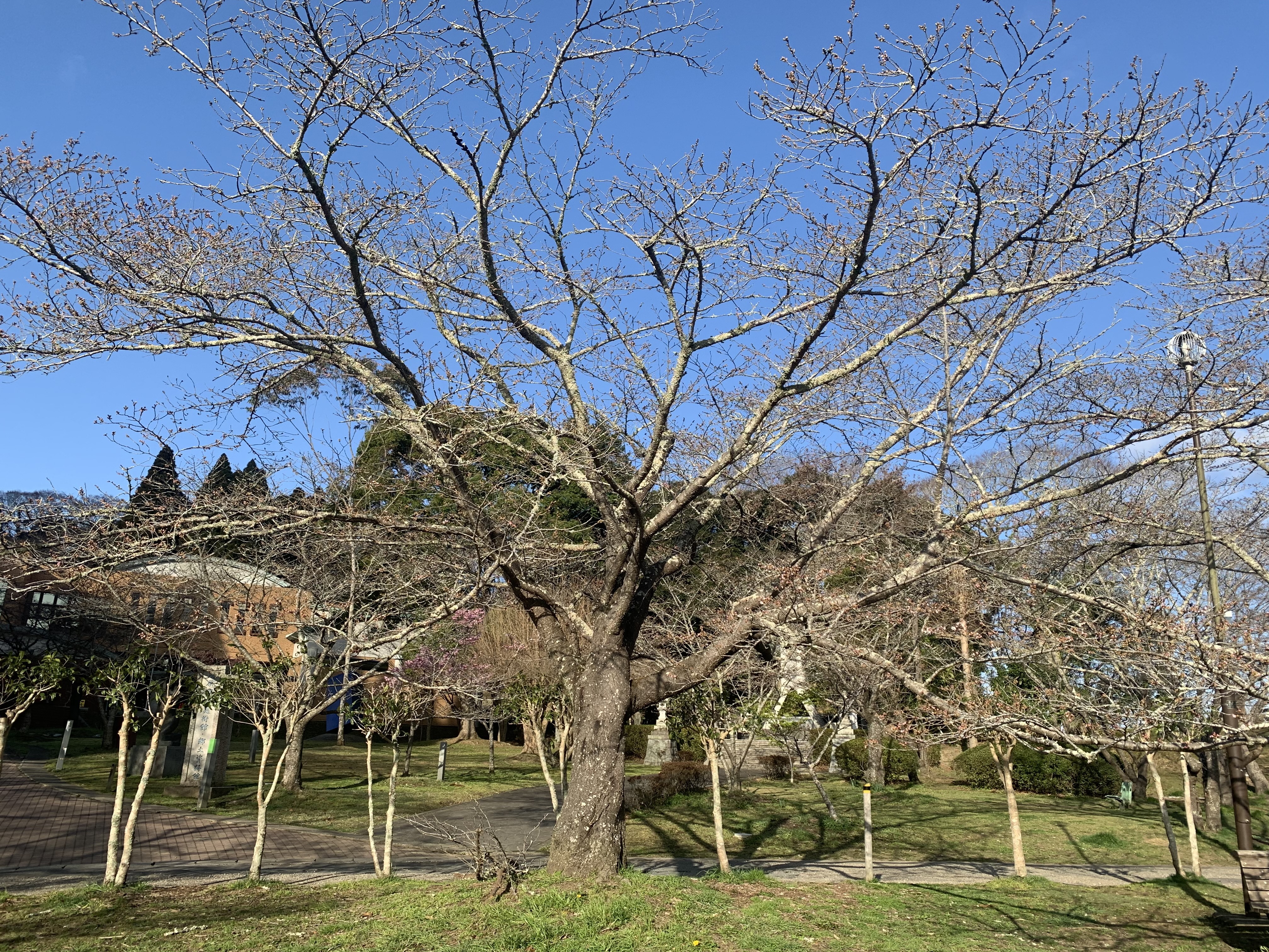 第2広場桜遠景