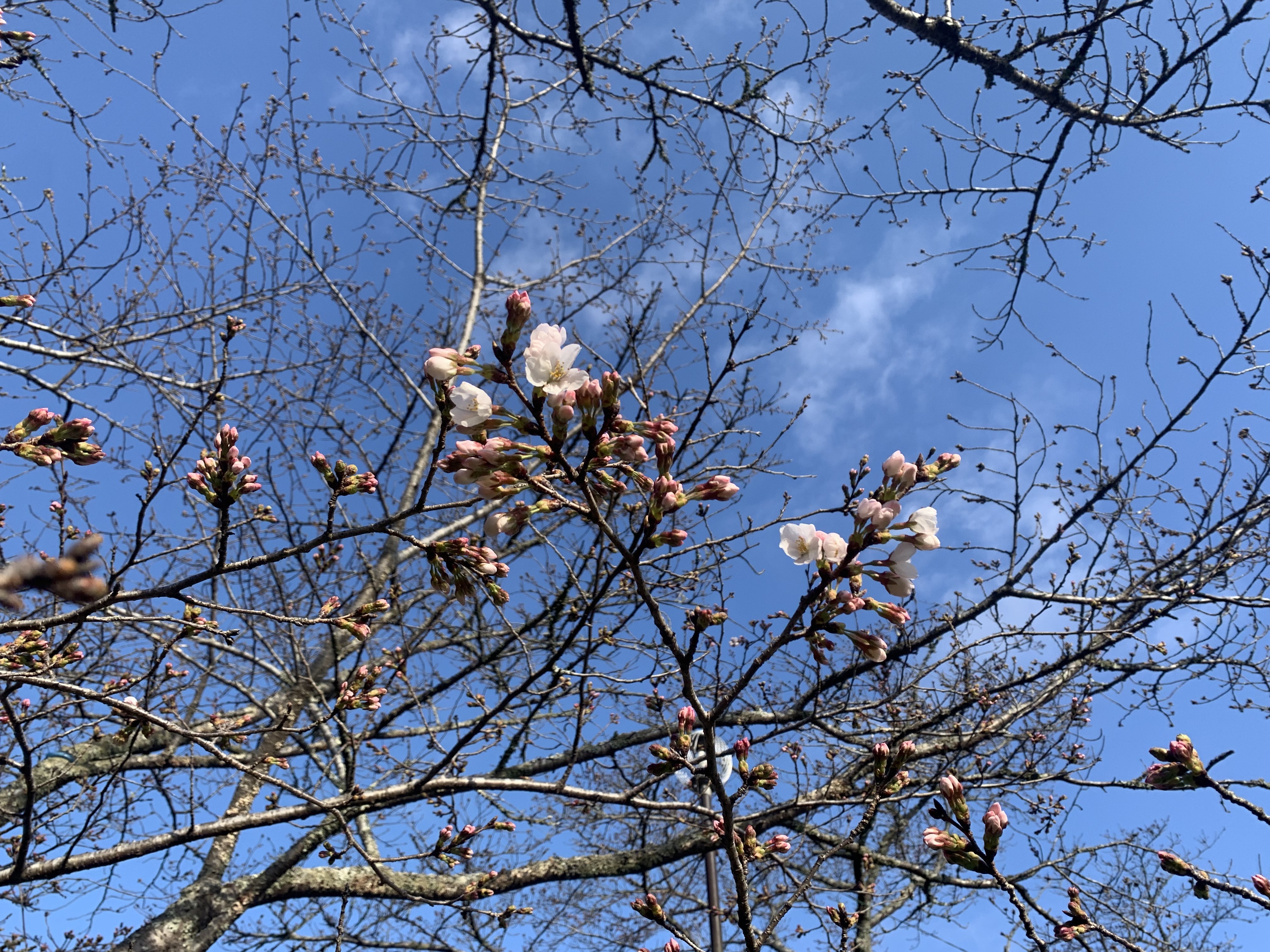 第2広場桜近景