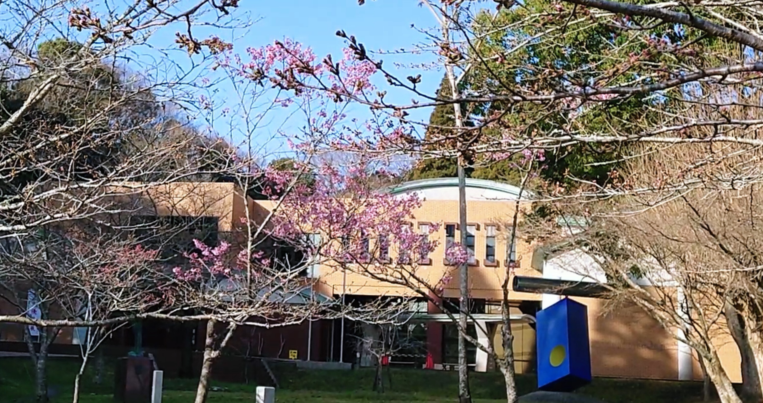 忠霊塔付近の桜2