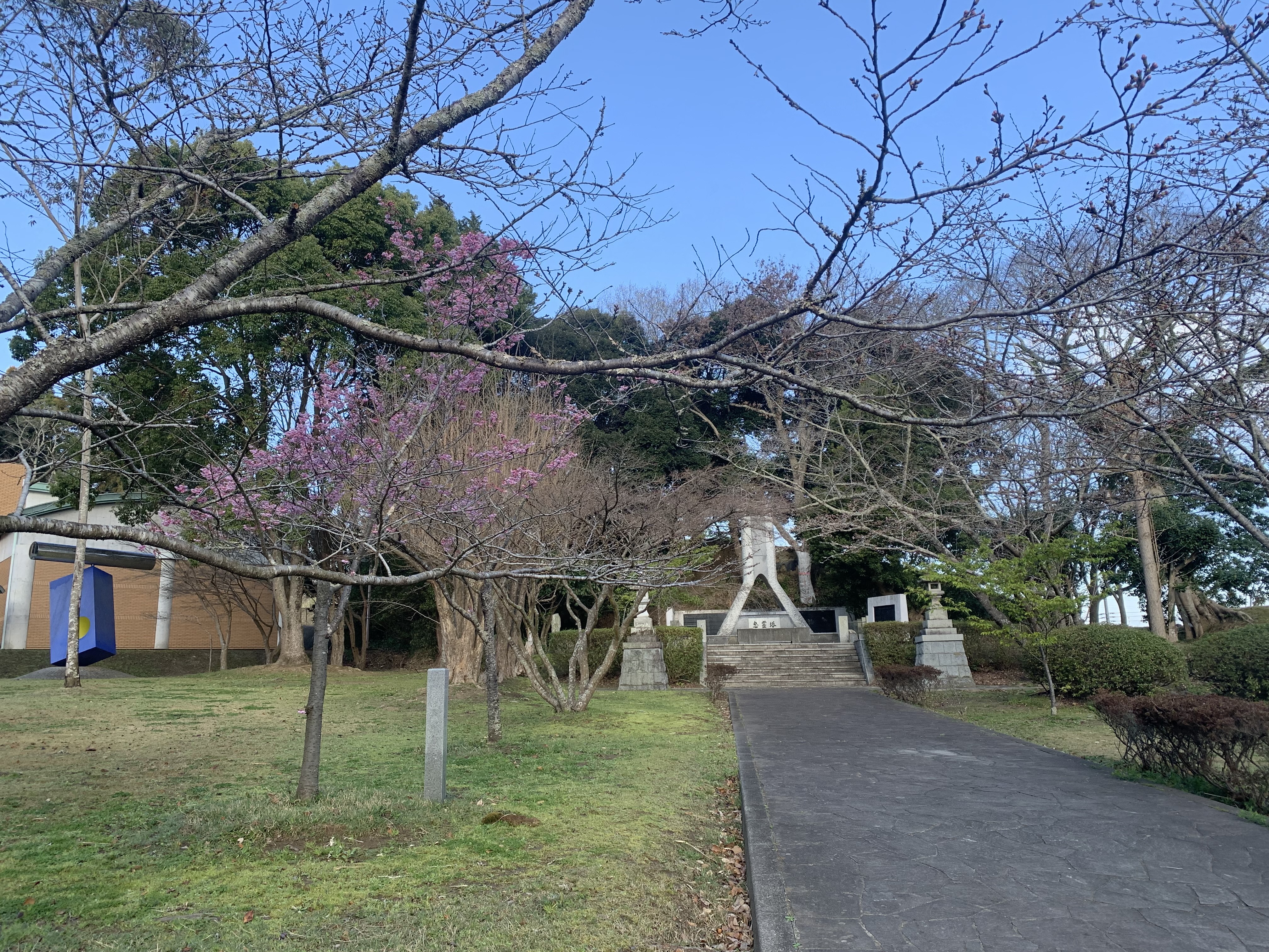 忠霊塔付近の桜