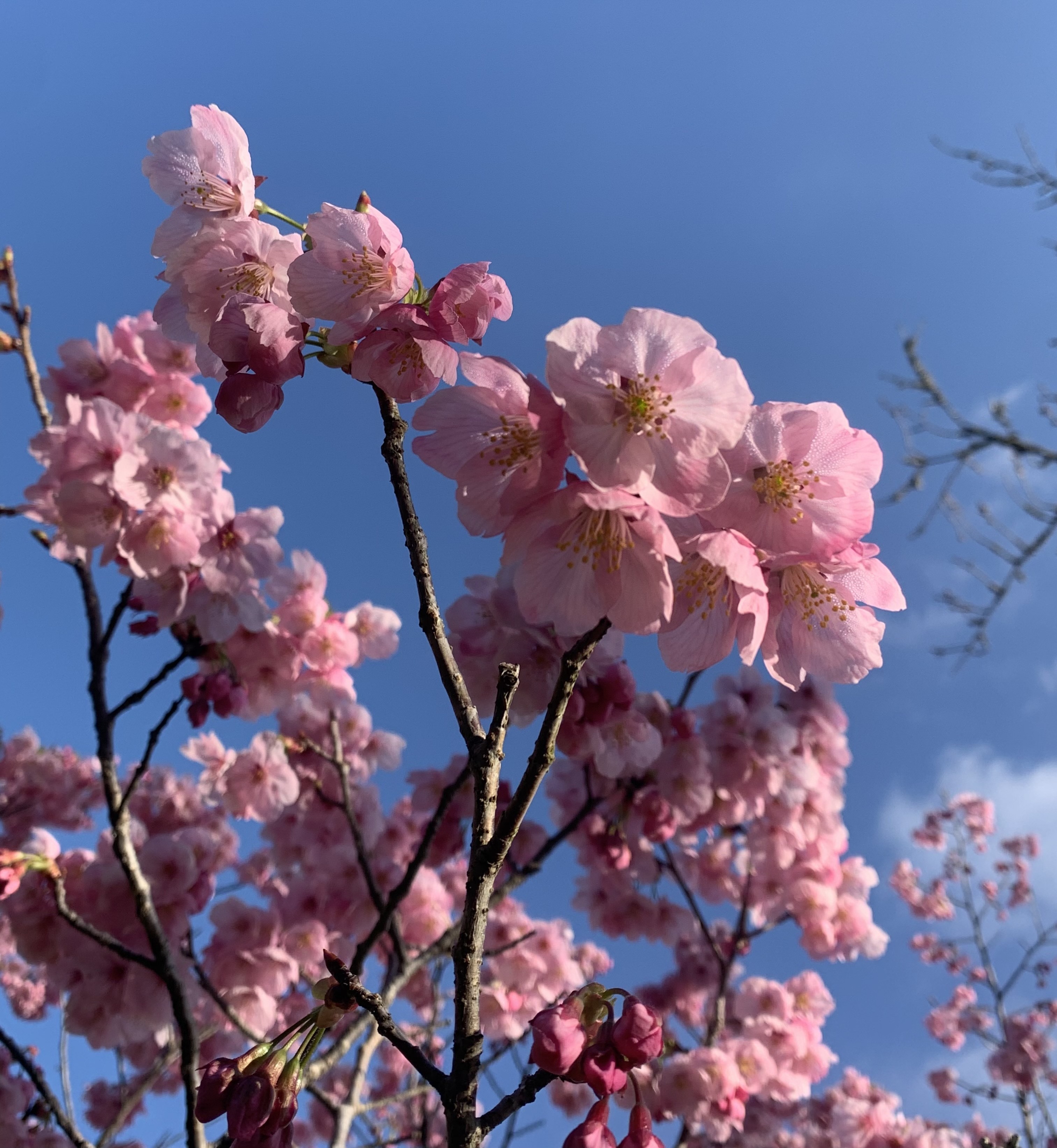 忠霊塔付近の桜3