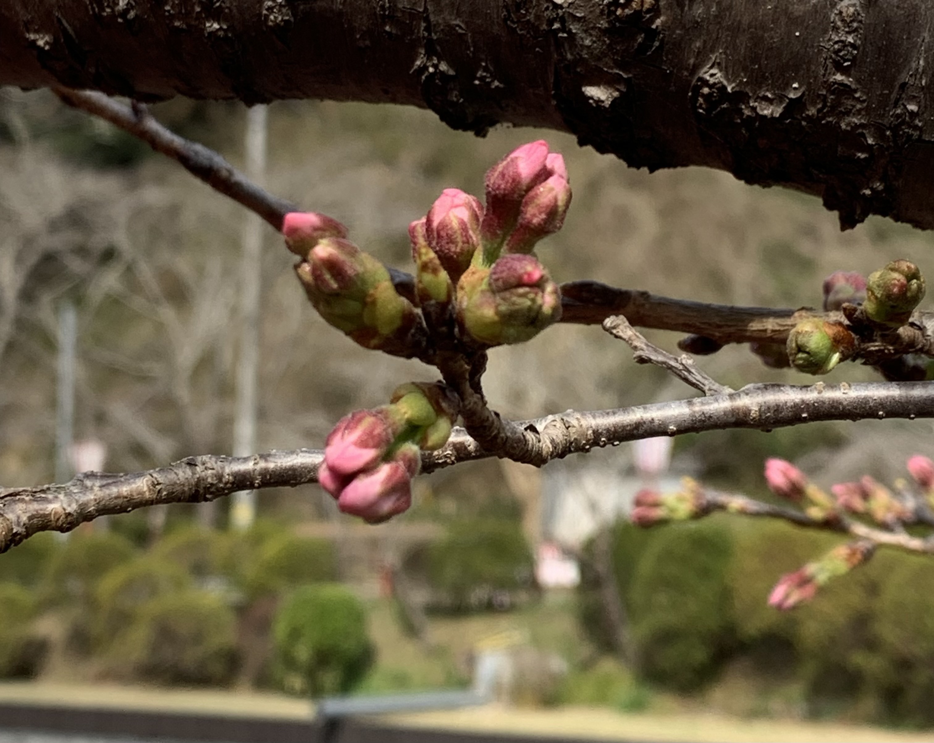 弁天橋桜近景