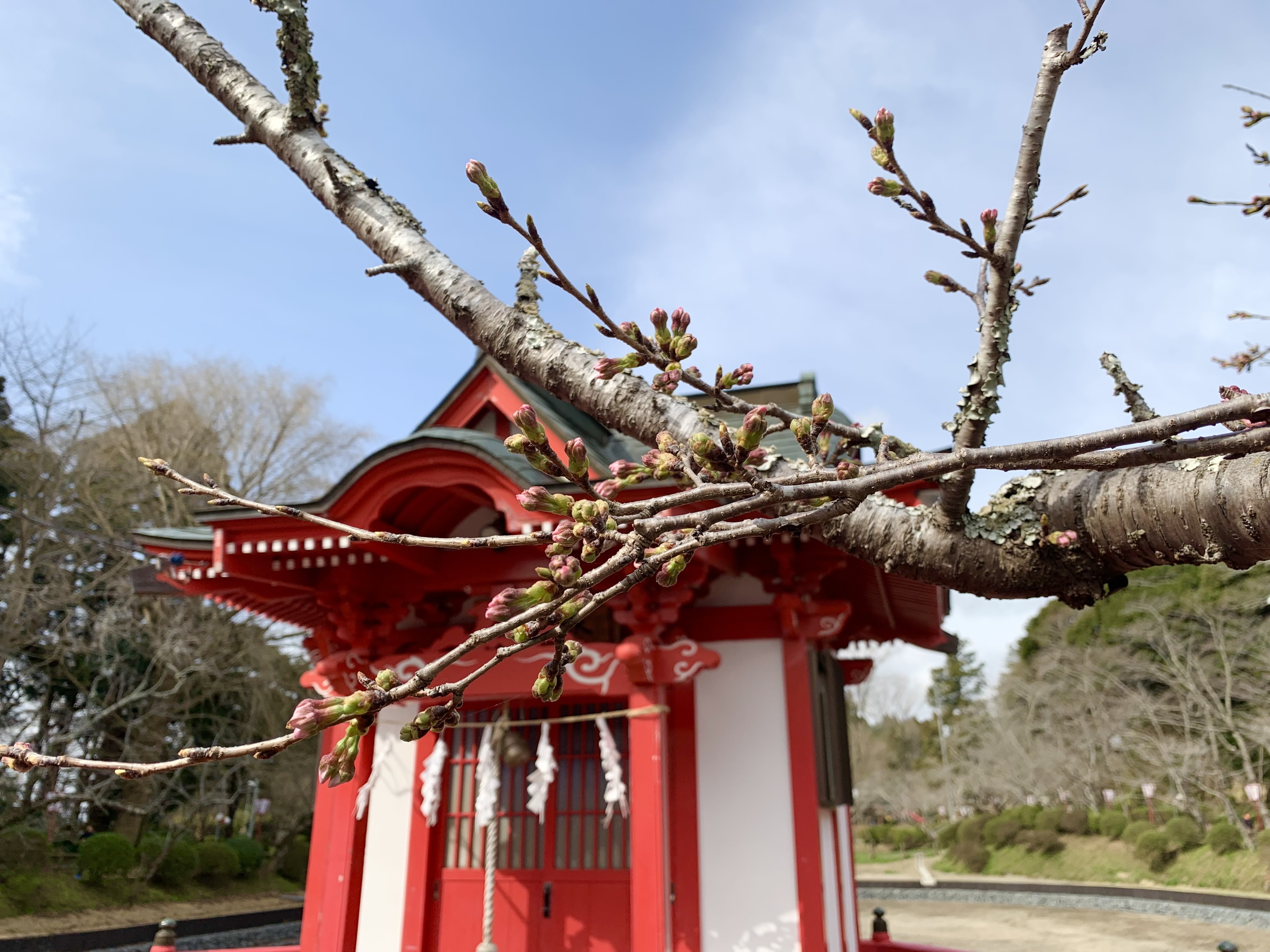 弁天橋桜遠景