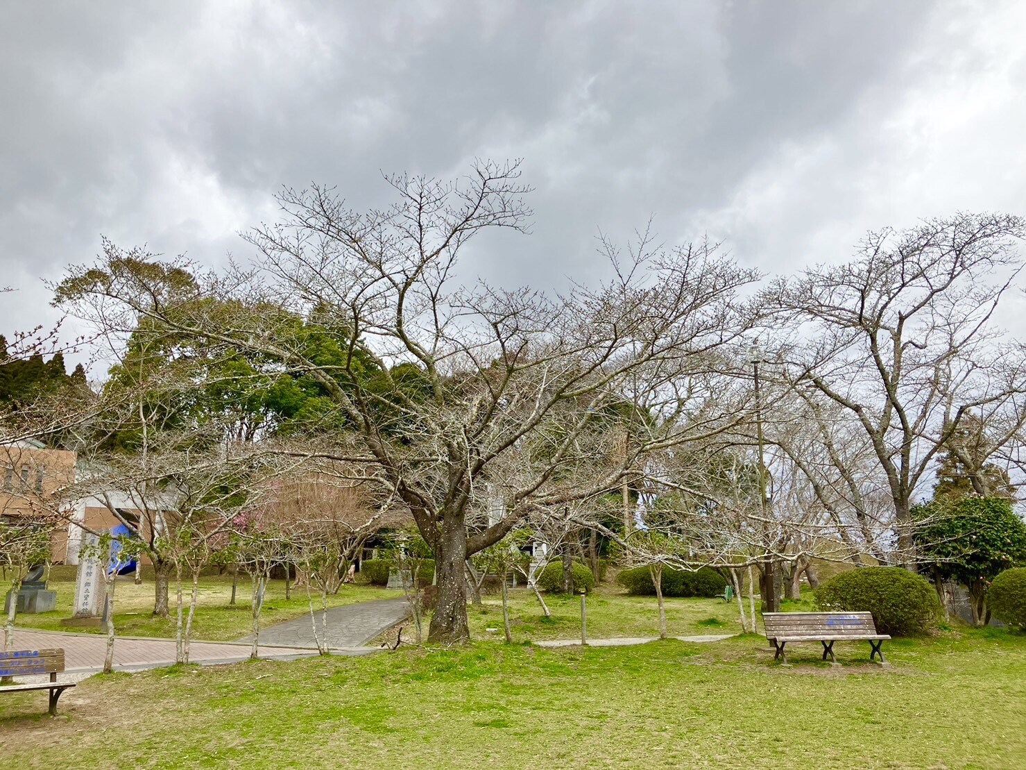 美術館側桜遠景