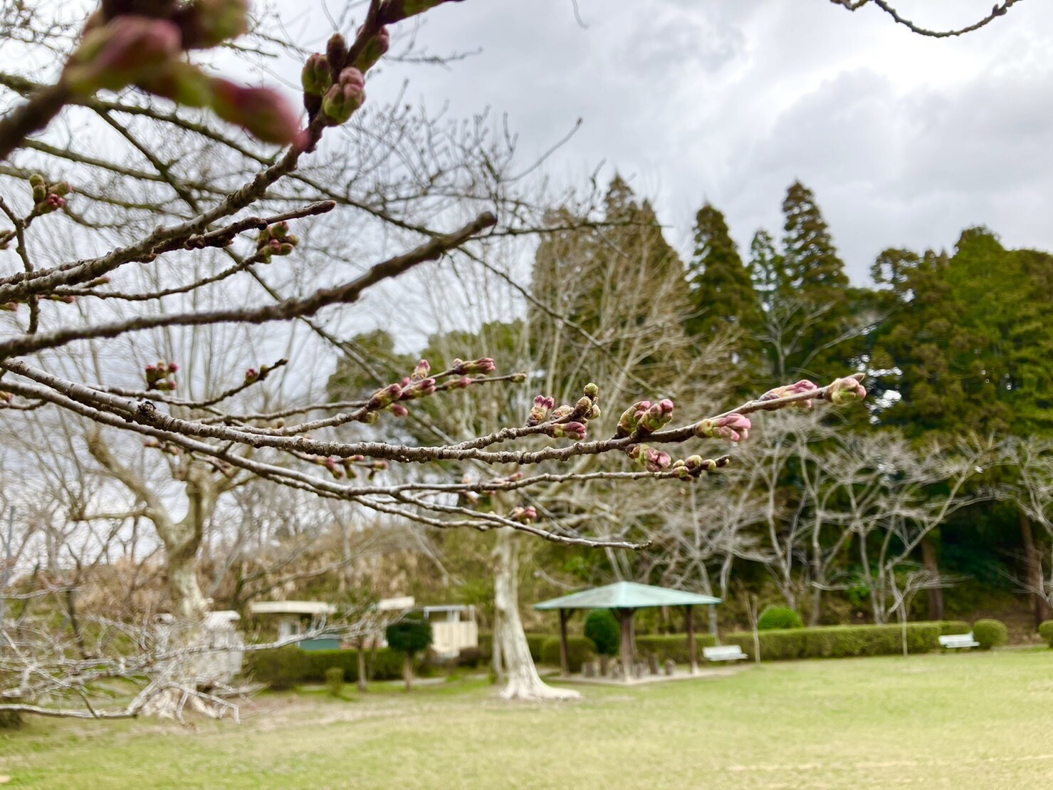 美術館側桜近景