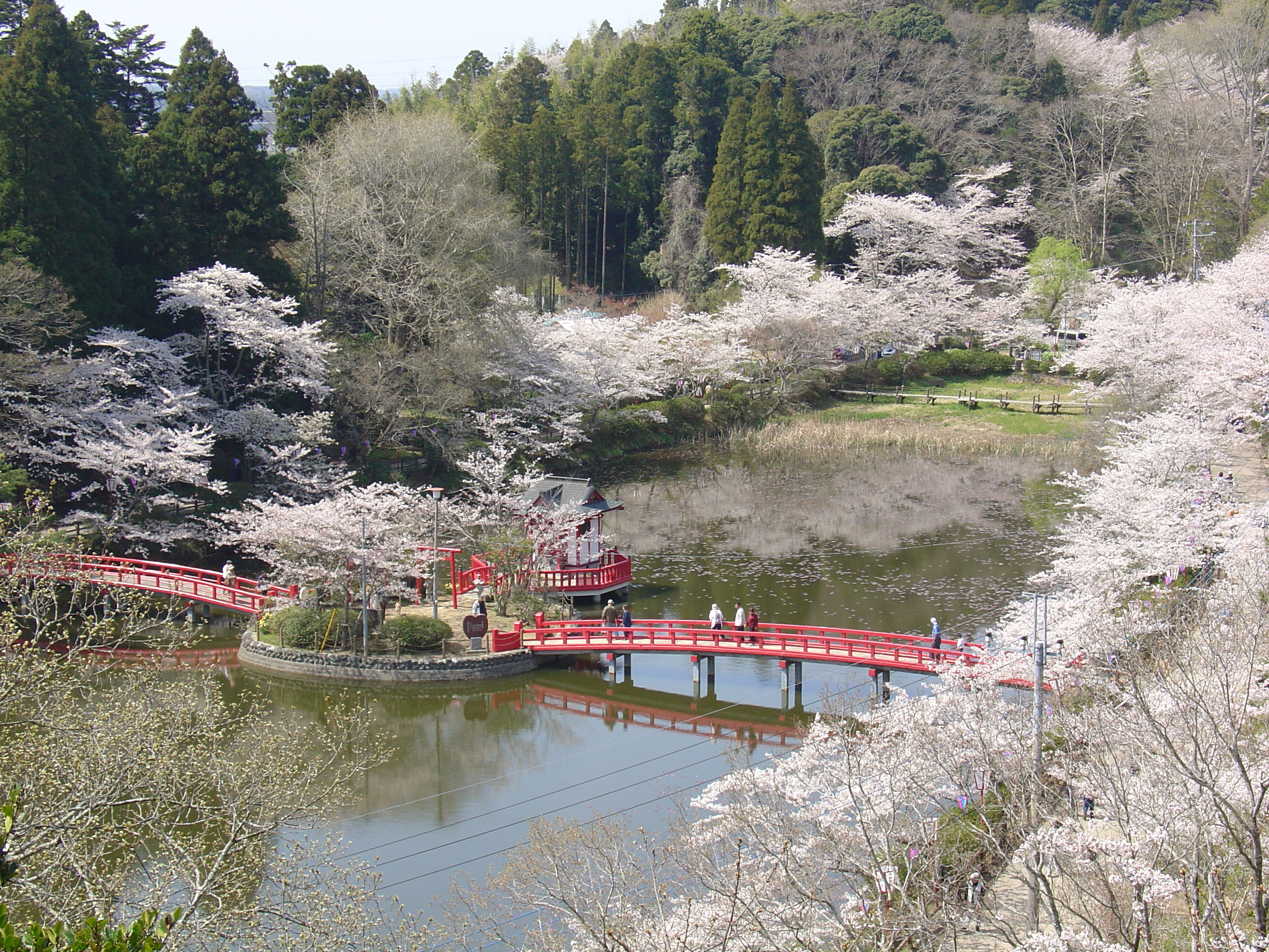 茂原公園の桜