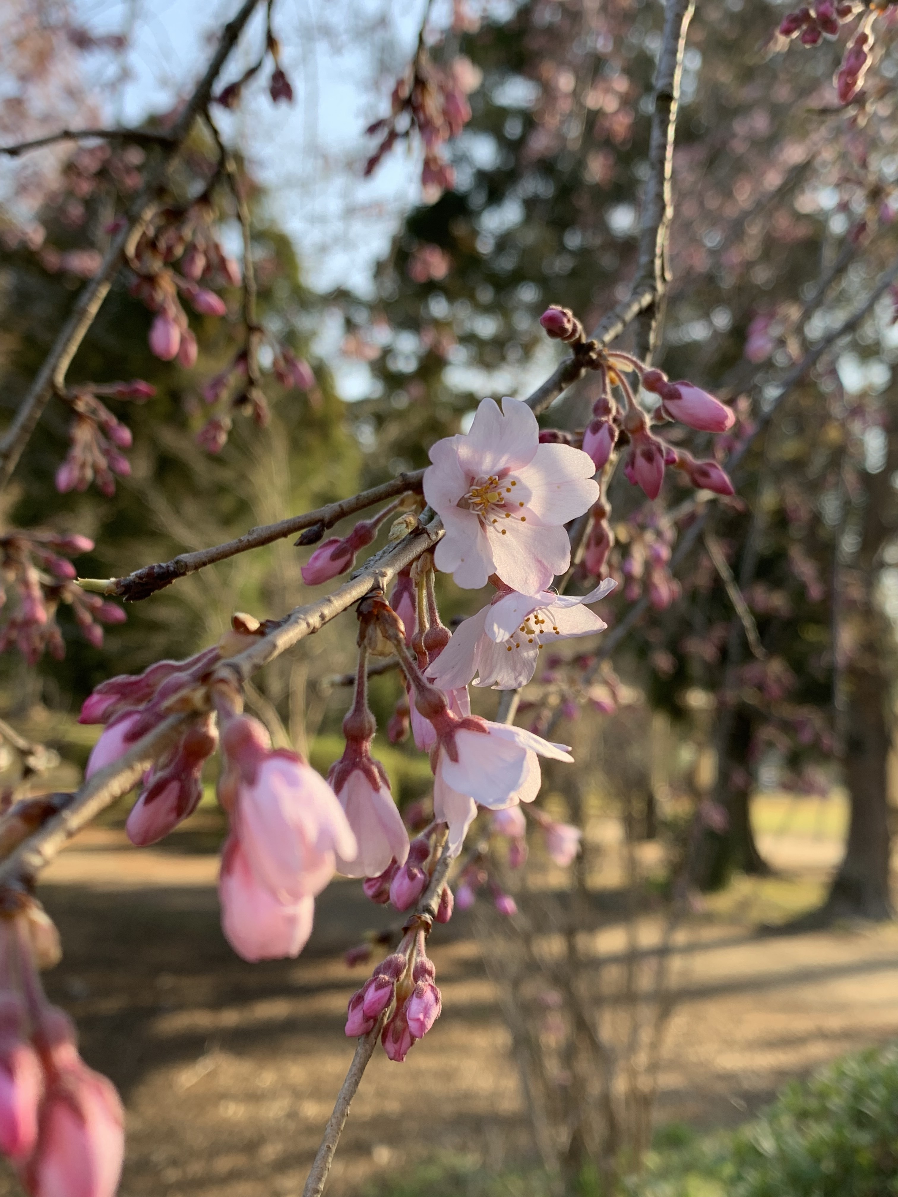 枝垂桜3