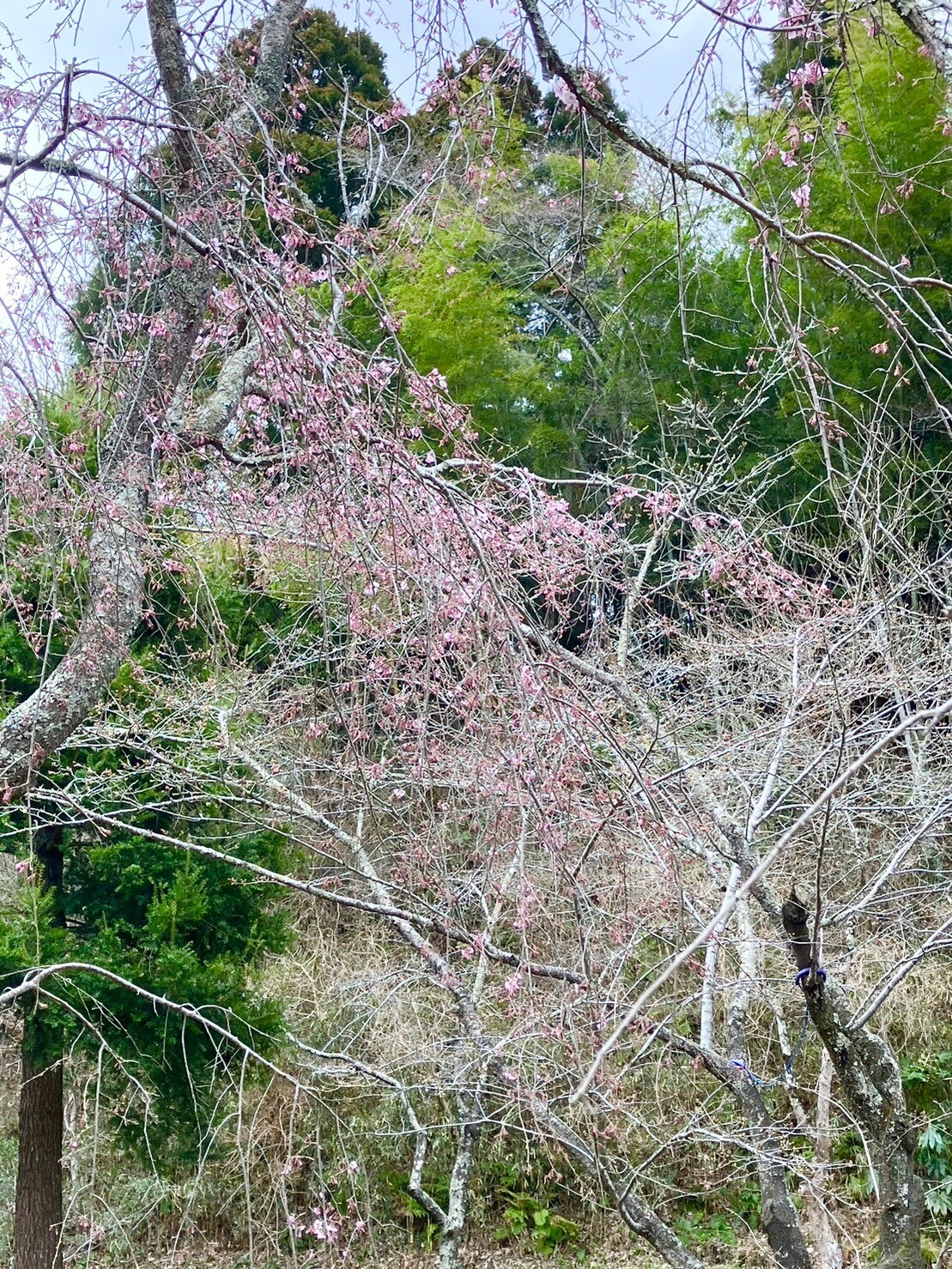 枝垂桜2
