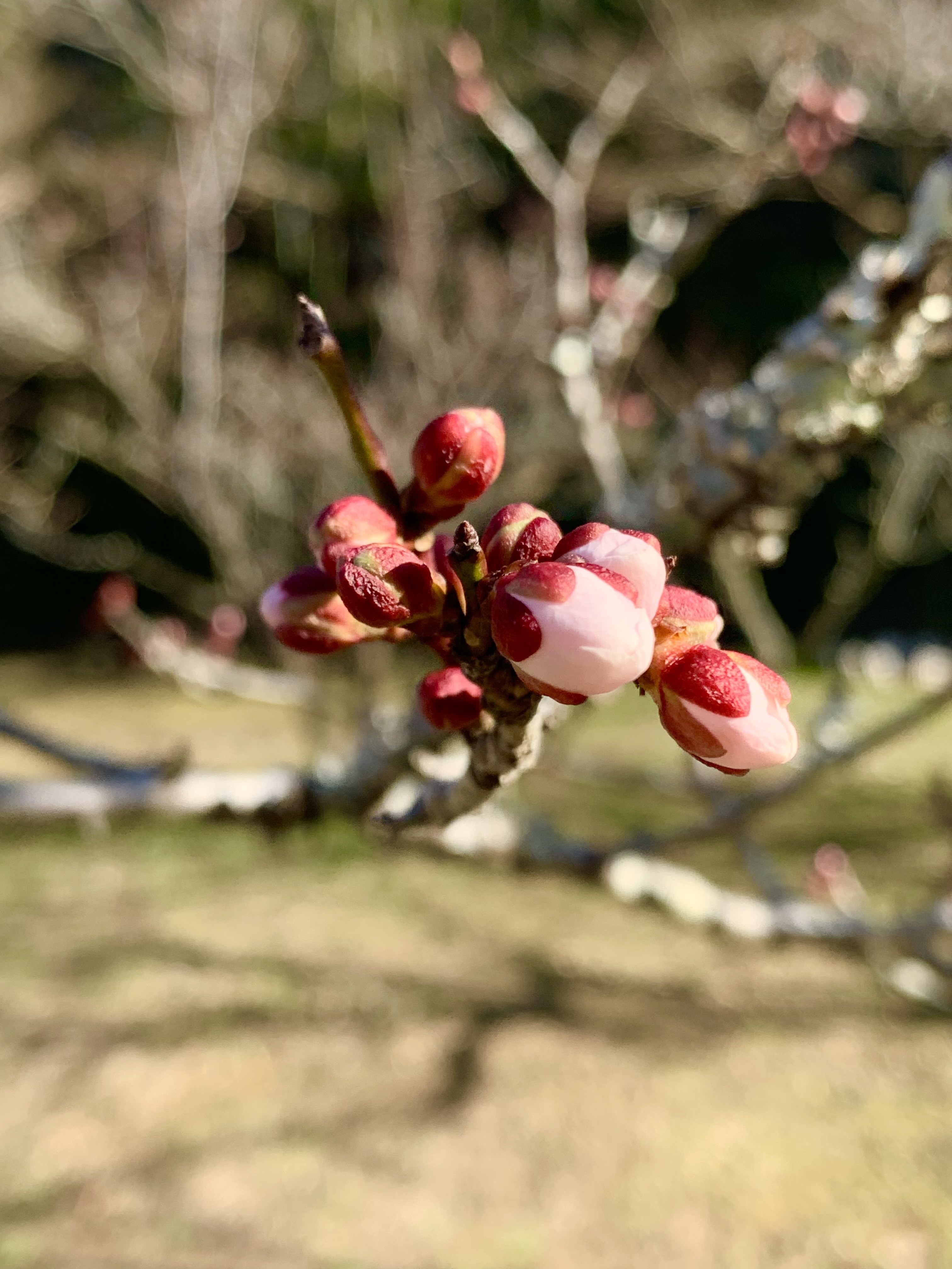 開花間近の蕾2