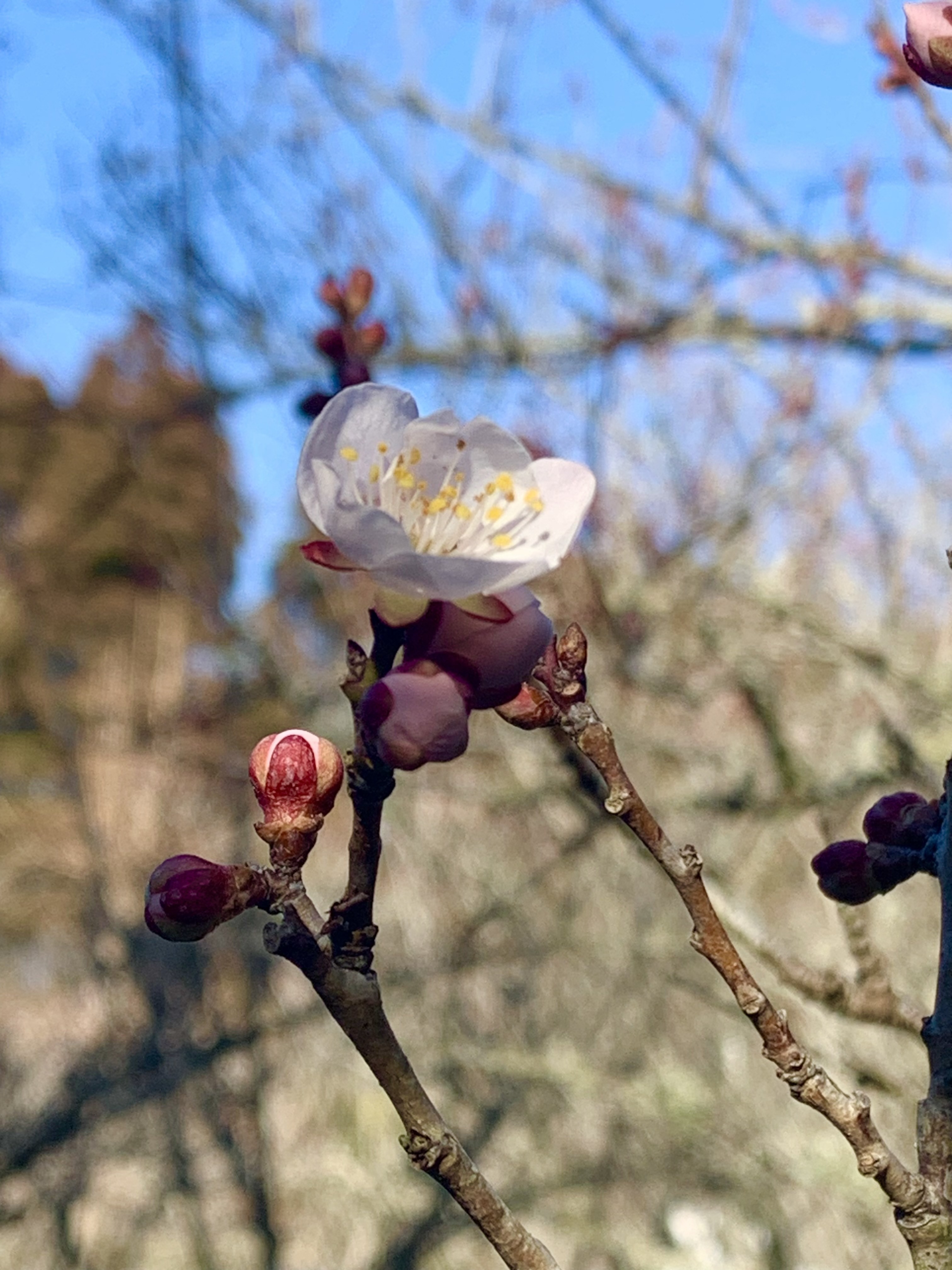 日陰で咲いた梅の花とふっくらとした蕾