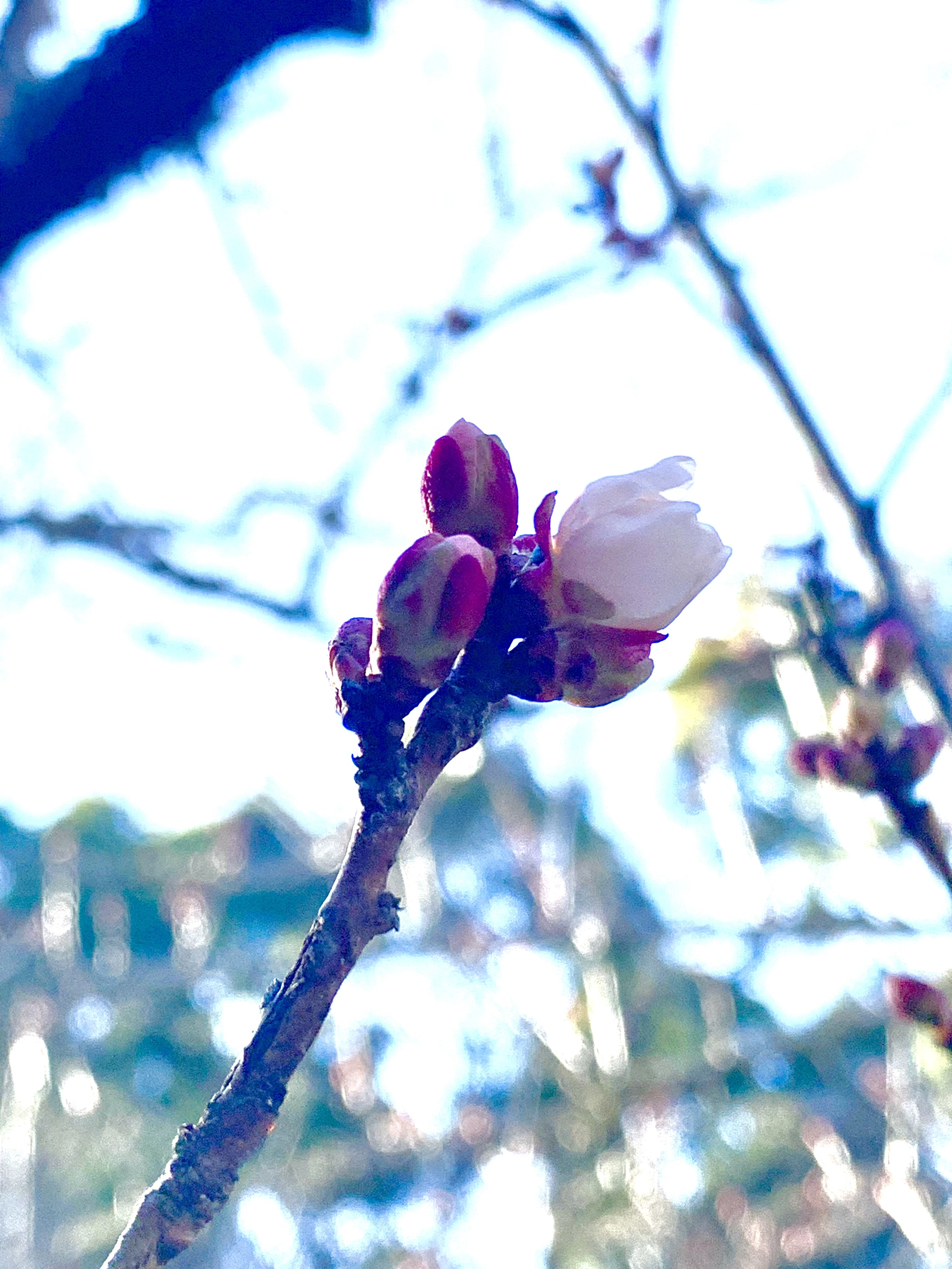 日陰で開花間近の蕾