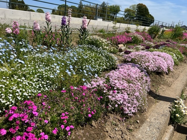新八幡原川沿い花畑グループ花壇1