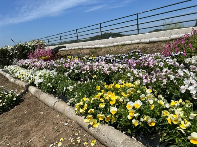 新八幡原川沿い花畑グループ花壇2