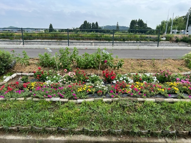 新八幡原川沿い花畑グループ花壇3