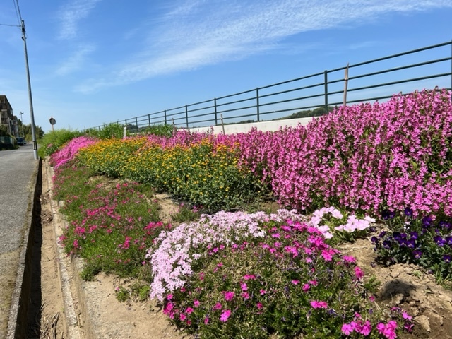 新八幡原川沿い花畑グループ花壇4