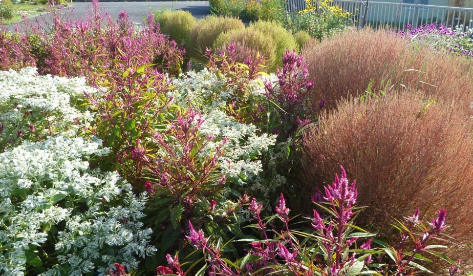 藍様邸花壇 秋草花1