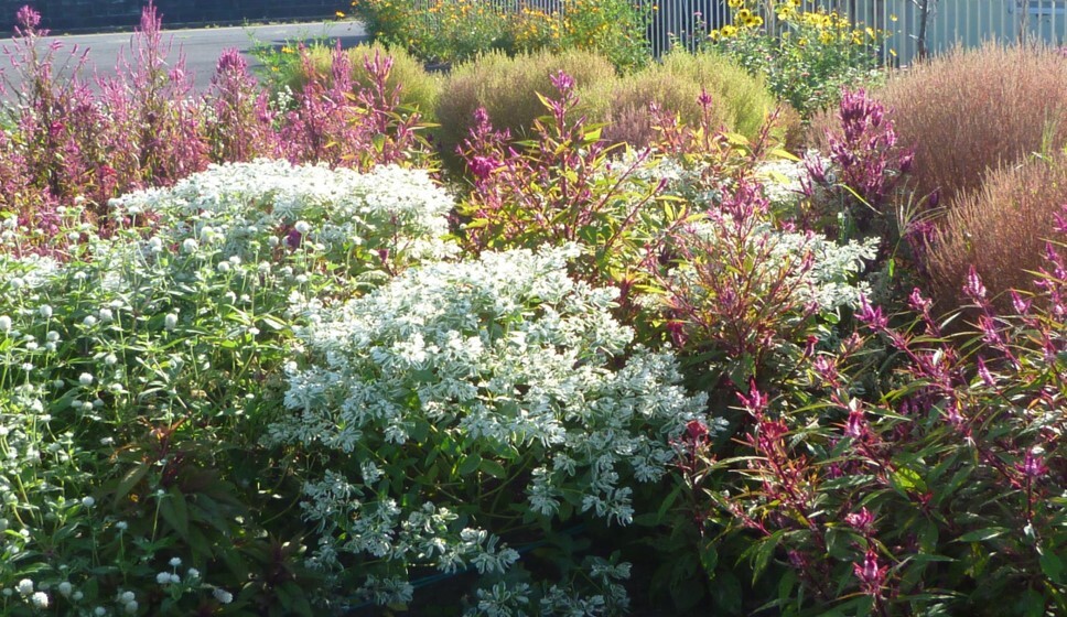 藍様邸花壇 秋草花2