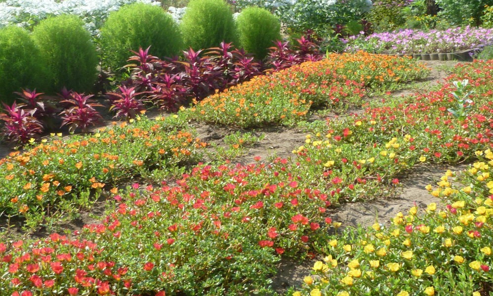 藍様邸花壇 秋草花3