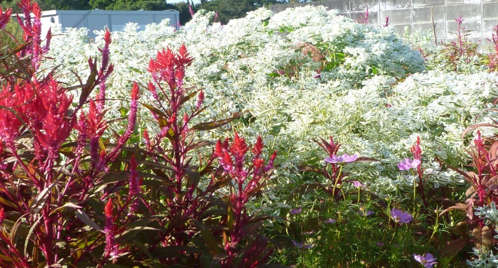 藍様邸花壇 秋草花4