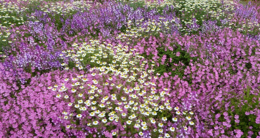藍様邸花壇 春草花2