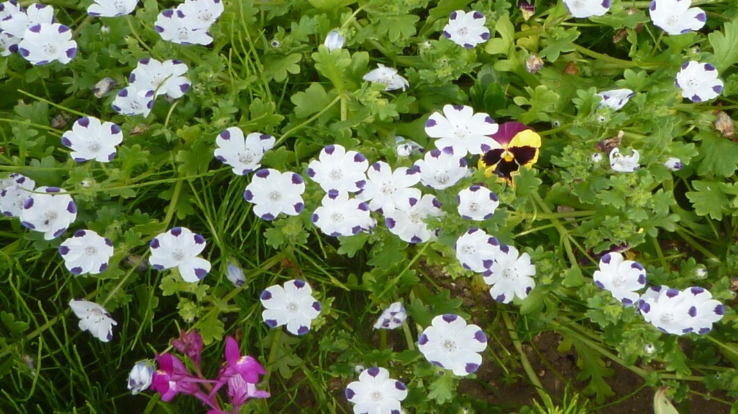 藍様邸花壇 春草花3