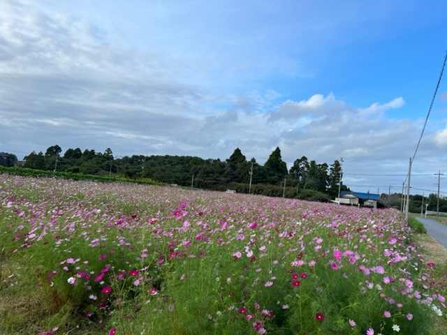 コスモス第23区萱場
