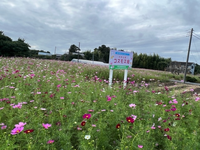 コスモス千町北部