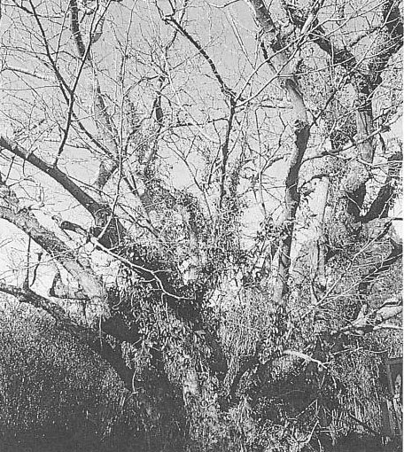 円立寺の菩提樹