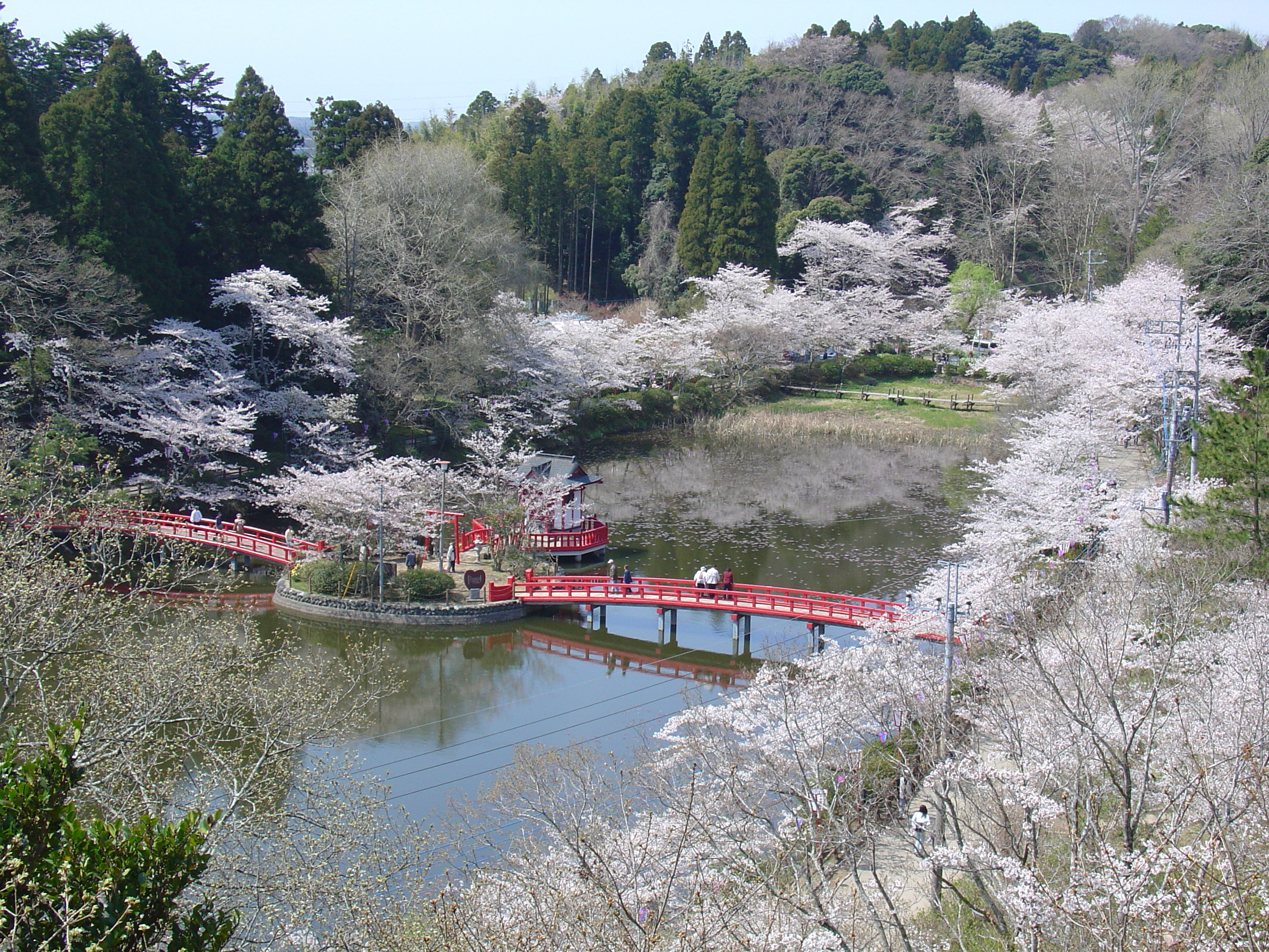 弁天湖　桜