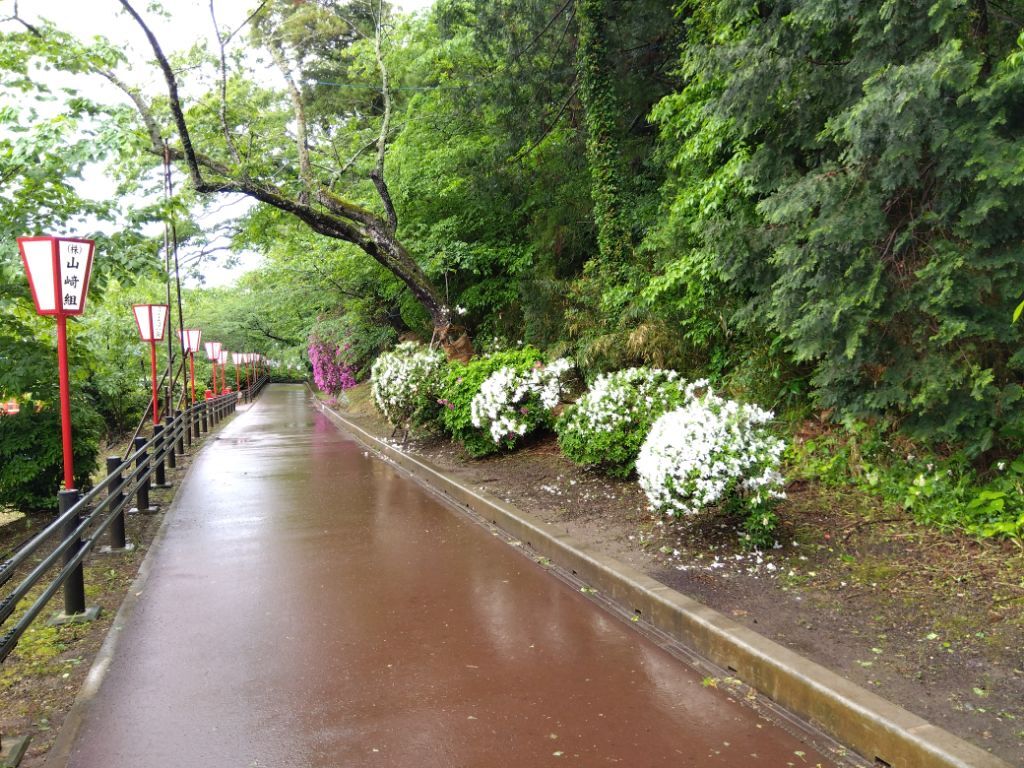 南側園路　つつじ開花状況　5月1日時点