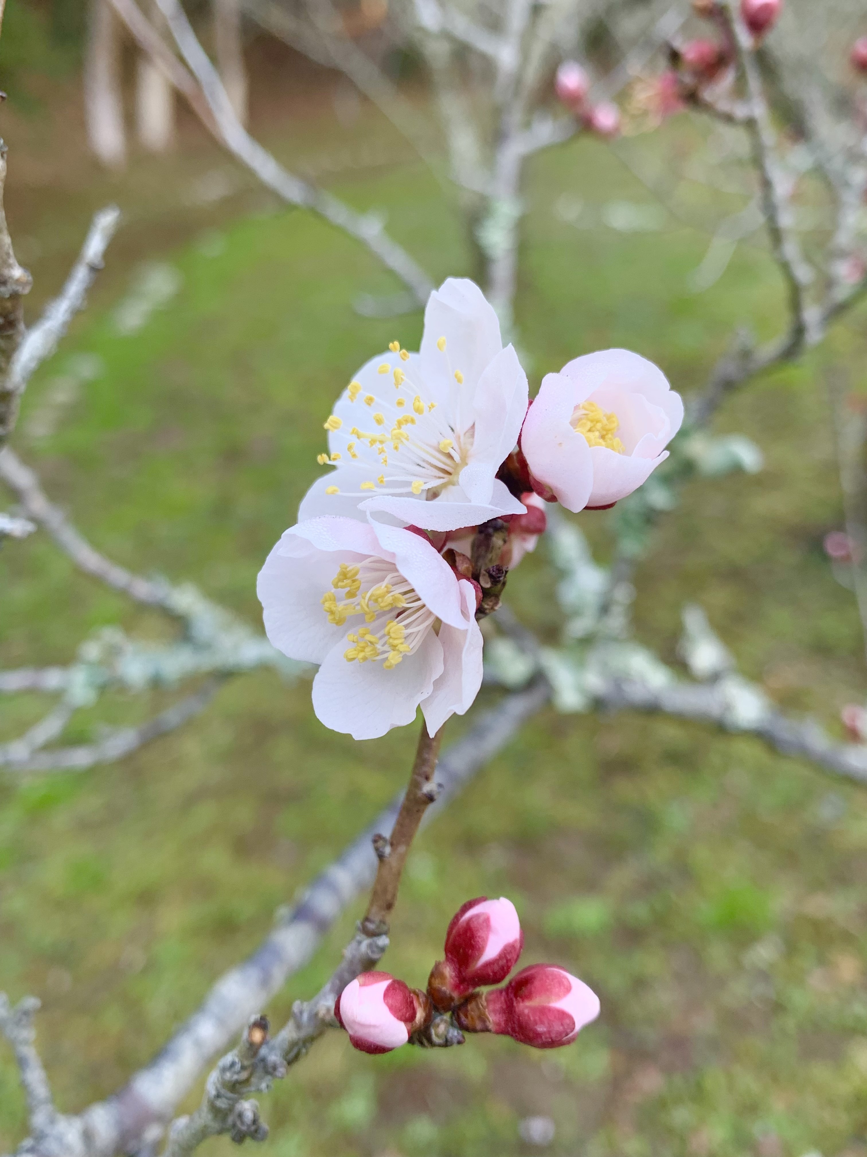 咲いた梅1