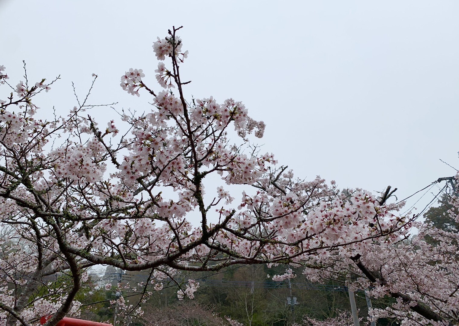 標本木2