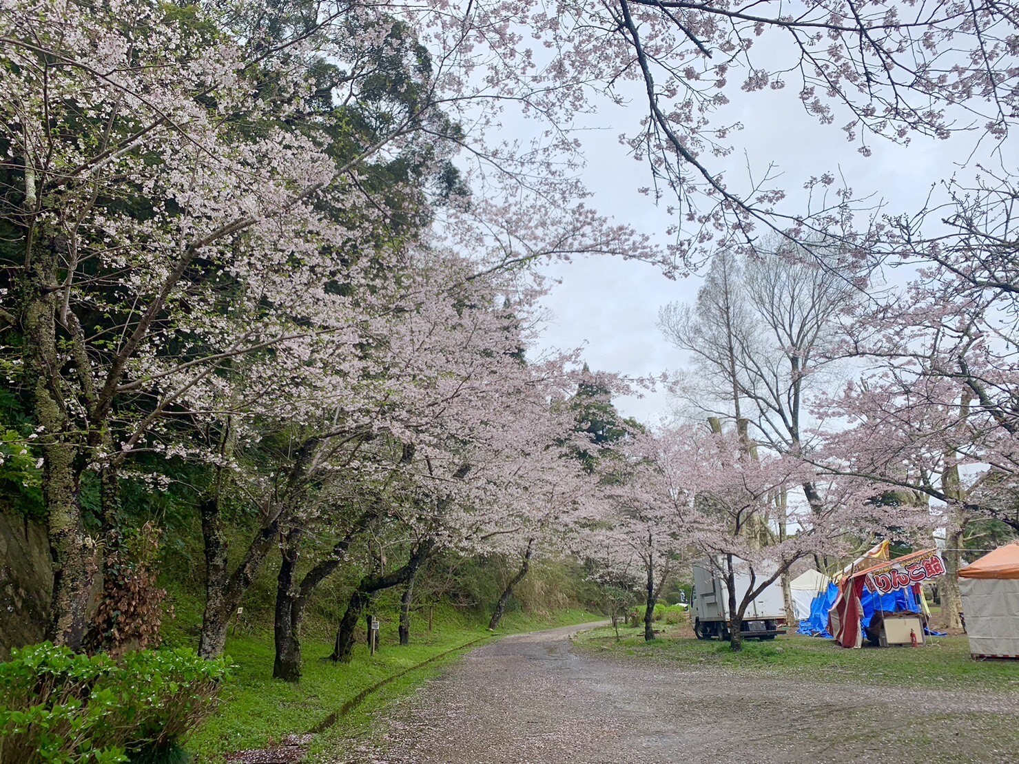 園路の桜