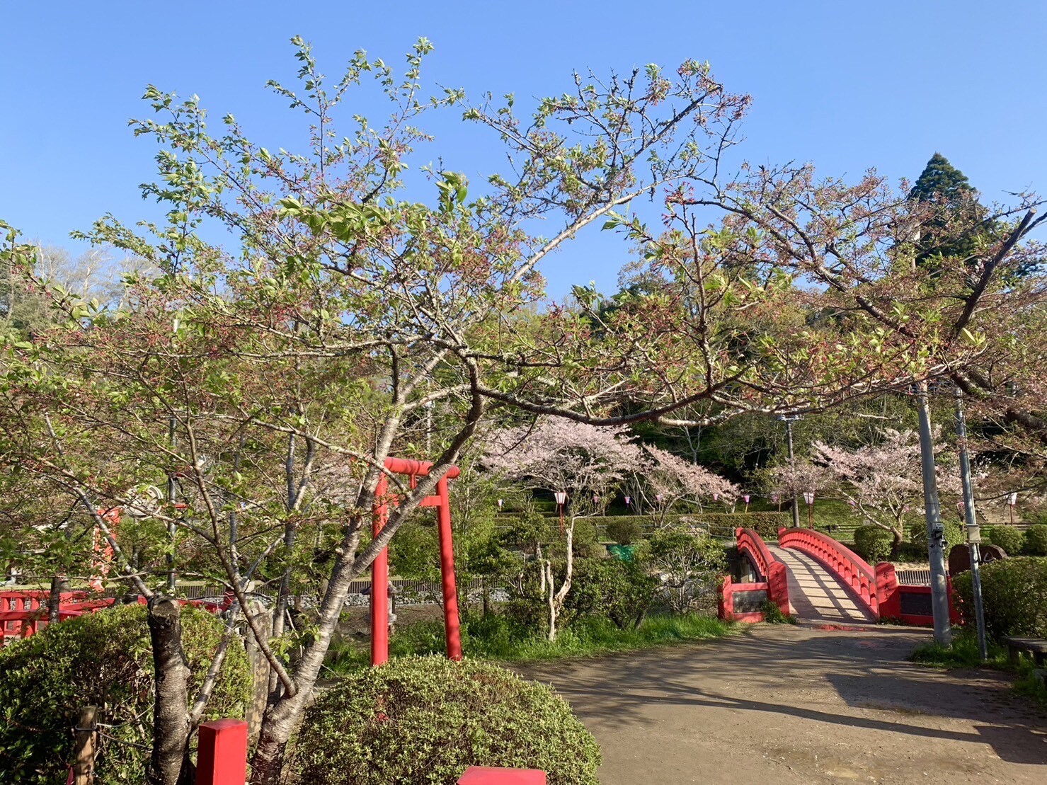 標本木1