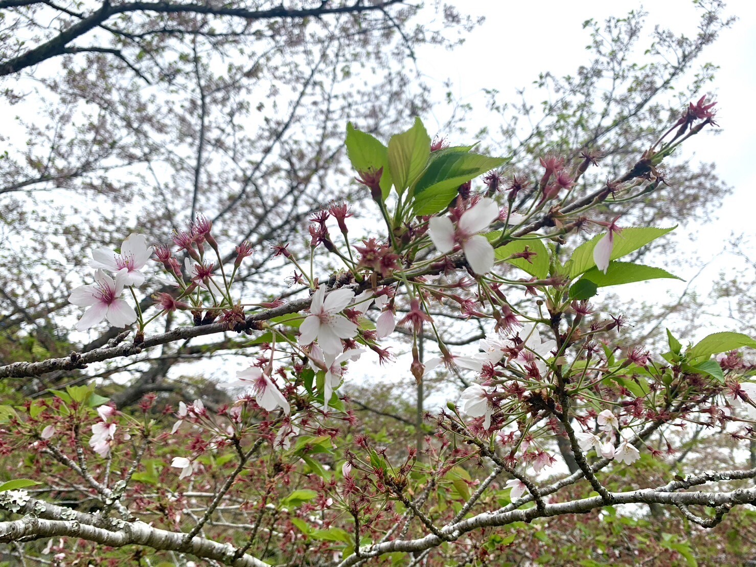 美術館側の桜2