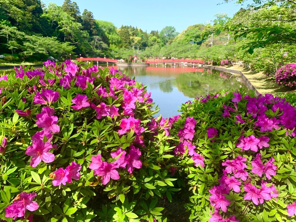 ツツジと弁天湖