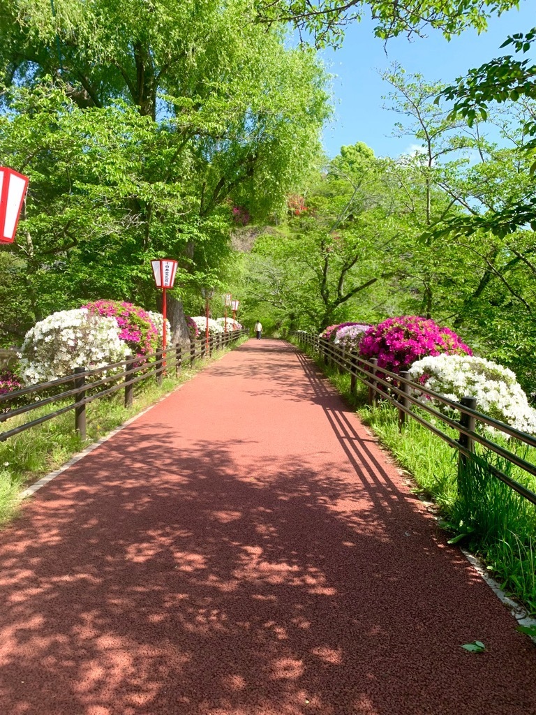 東側園路のツツジ