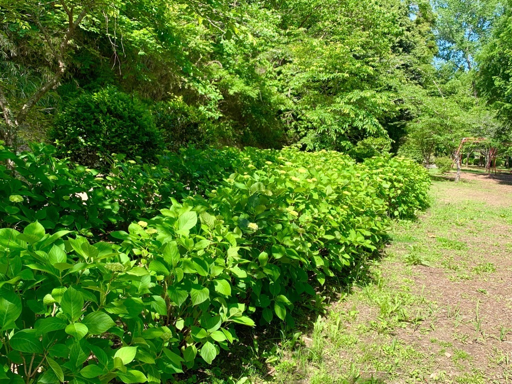 広場のアジサイ