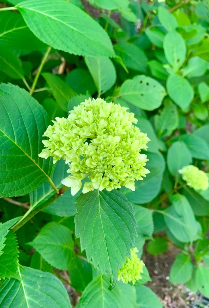 装飾花成長中1