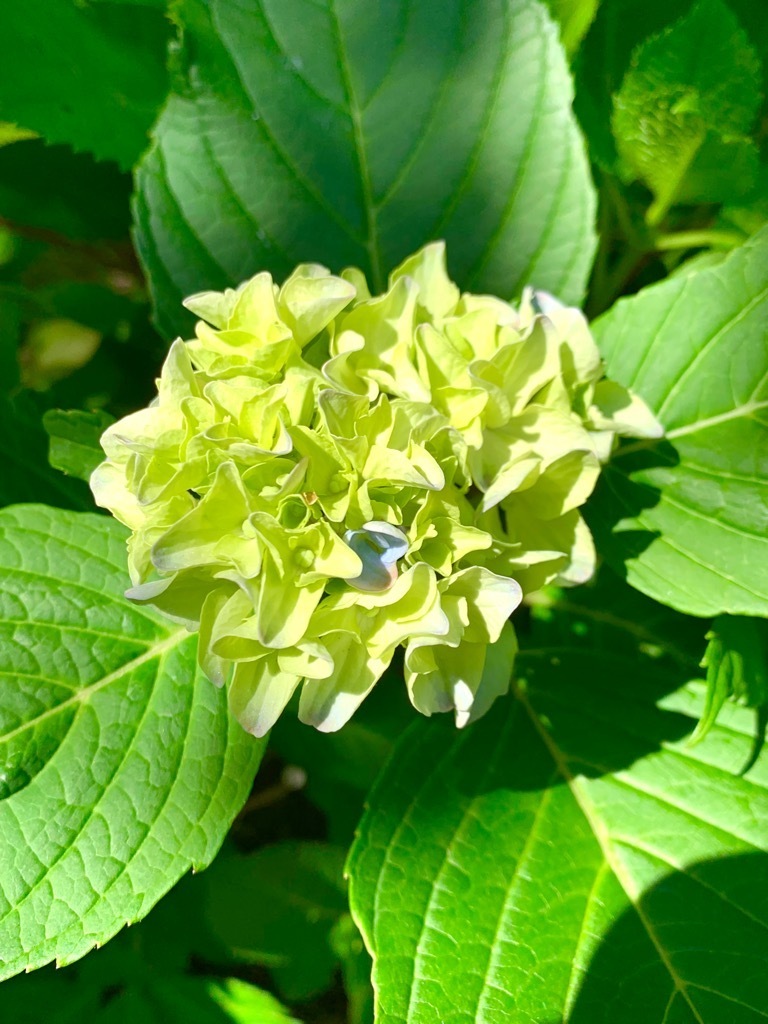 装飾花成長中2