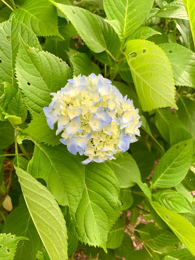 アジサイ1
