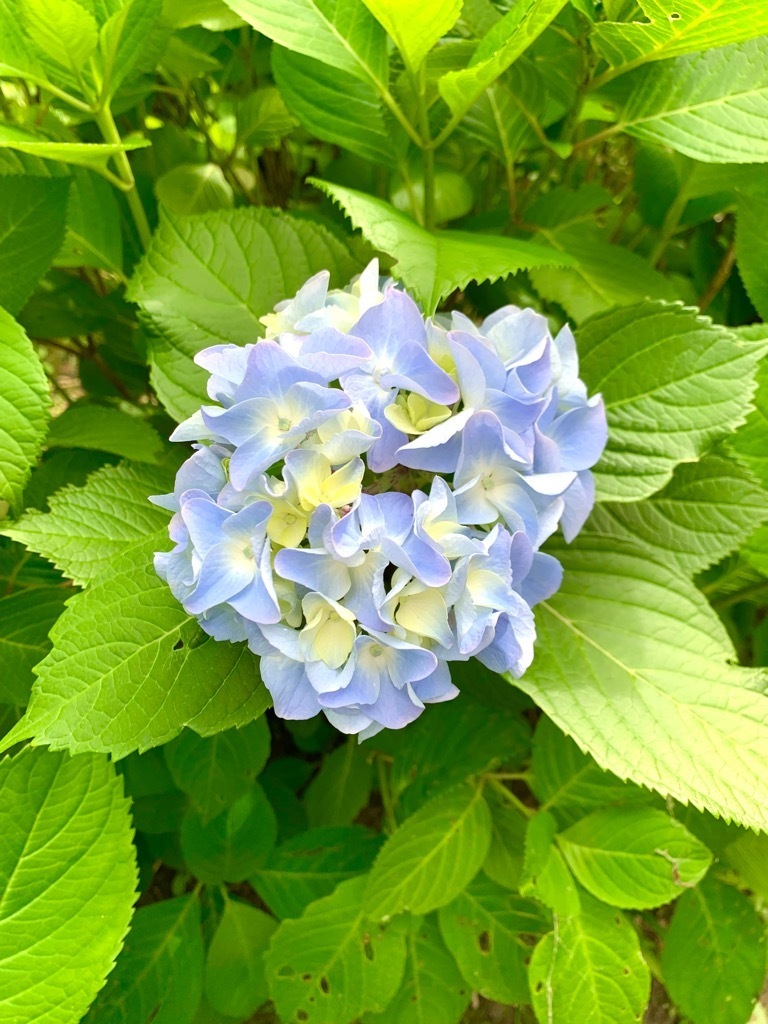 アジサイ2