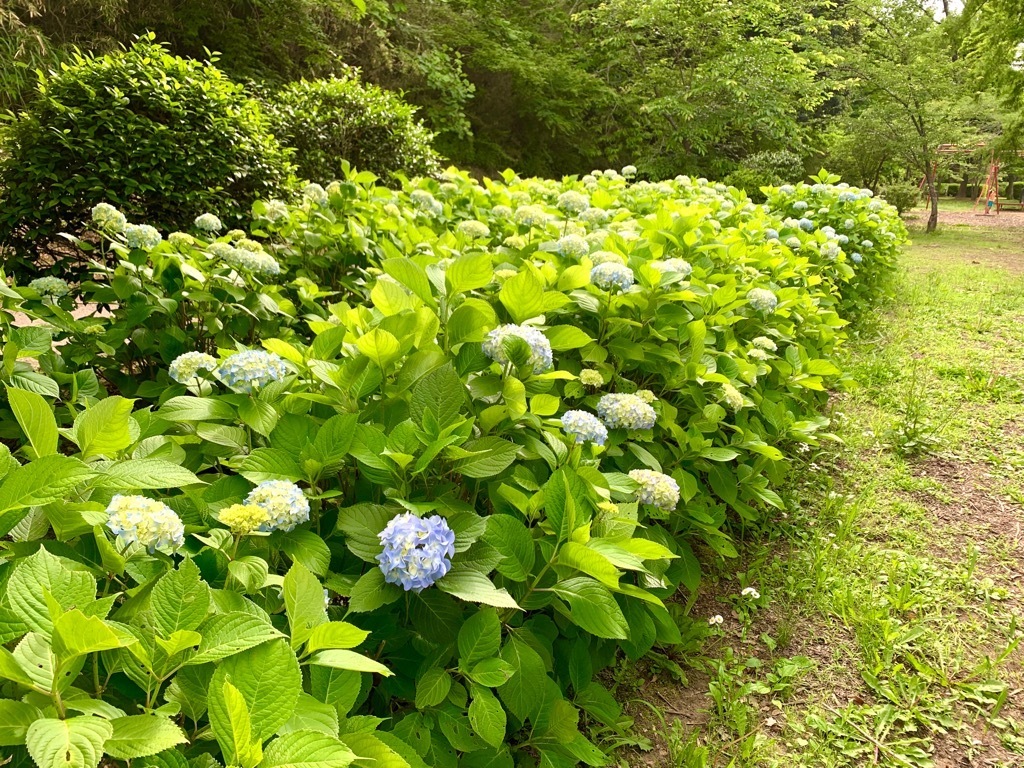 第1広場南側
