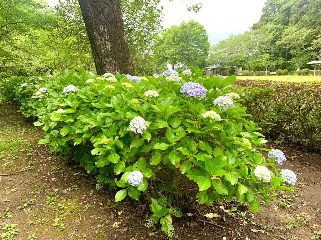第2広場南側
