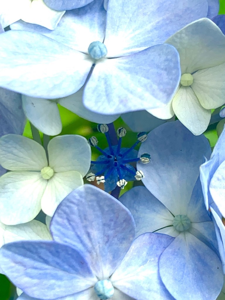 装飾花に隠れるようにして咲く真花
